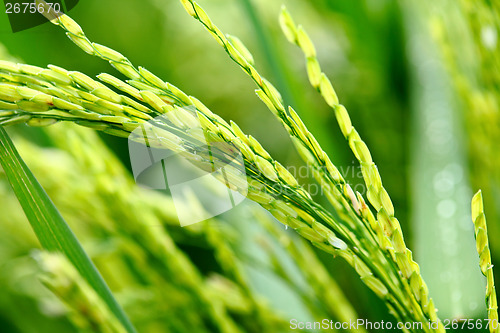 Image of Paddy rice