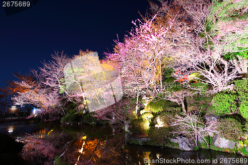 Image of Sakura and river at night