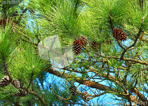 Image of Pine tree and pine cone