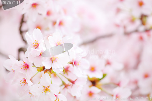 Image of Sakura blossom