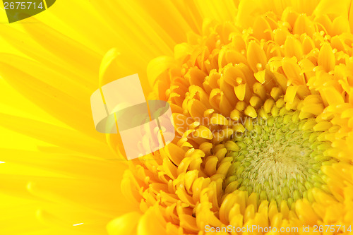 Image of Yellow daisy close up