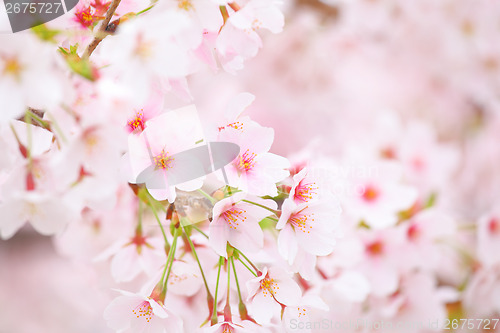 Image of Sakura