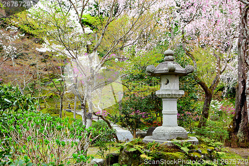 Image of Sakura in garden