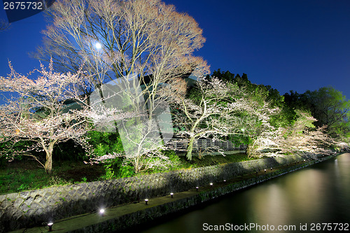 Image of Sakura tree with lake at night