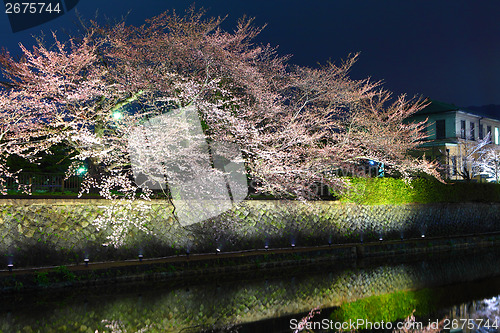 Image of Sakura tree in Kyoto at night 