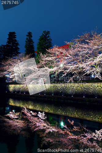 Image of Sakura tree and lake reflection at night