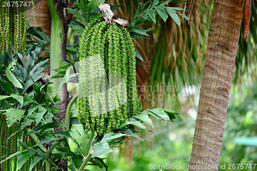 Image of Palm tree seed close up