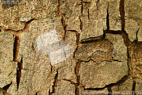 Image of Tree trunk