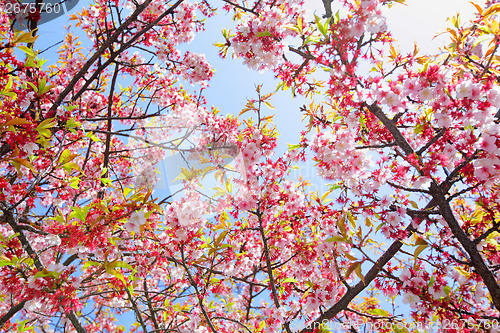 Image of Sakura with blue sky