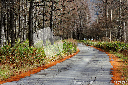 Image of Pathway in pine tree forest