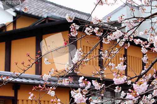 Image of Sakura tree and traditional japanese house