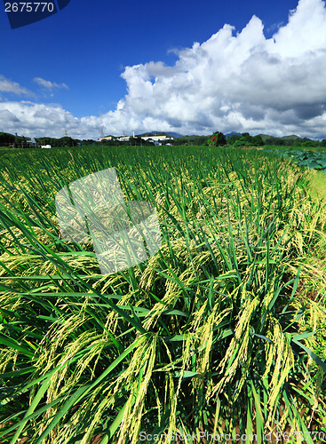 Image of Paddy rice field