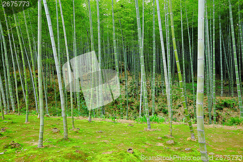 Image of Bamboo tree