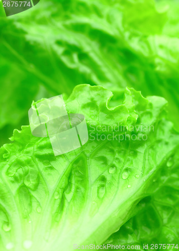 Image of Green lettuce close up