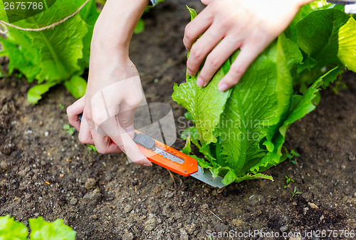 Image of Agriculture of lettuce in field