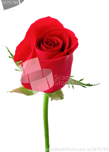 Image of One red rose