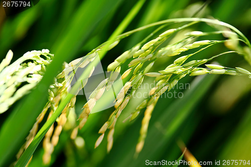 Image of Paddy rice close up