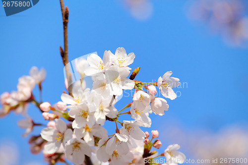 Image of Sakura with blue sky