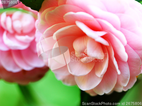 Image of Camellia