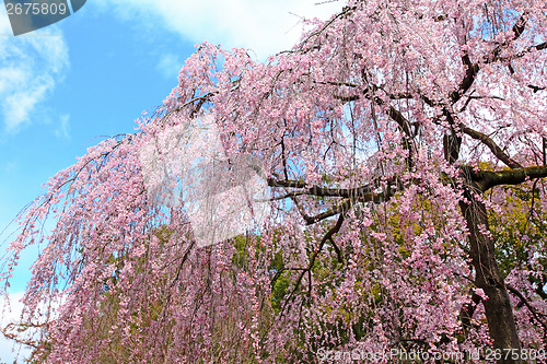 Image of Sakura tree in Japan