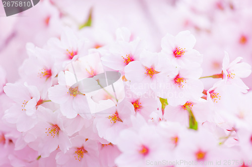 Image of Pink sakura