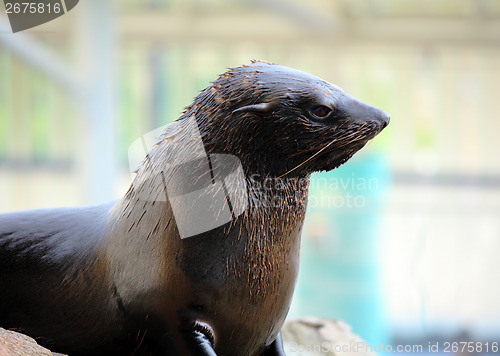 Image of Sea lion