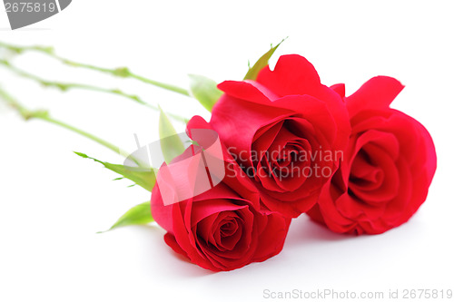 Image of Bouquet of rose