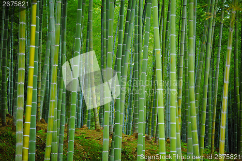 Image of Bamboo forest