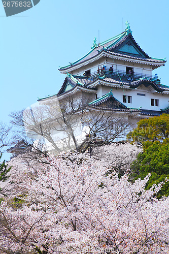 Image of Wakayama castle with sakura