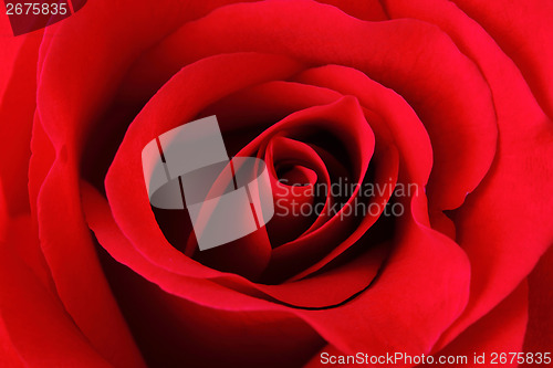 Image of Red rose texture