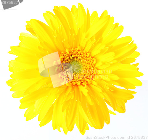 Image of Yellow daisy