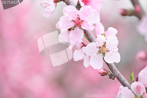 Image of Sakura close up