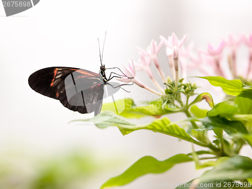 Image of butterfly
