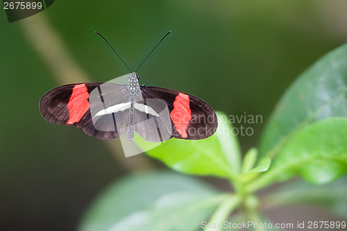 Image of butterfly