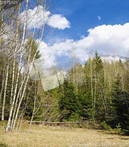 Image of Beautiful lawn in a spring wood