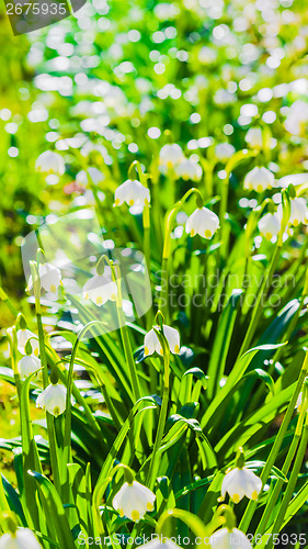 Image of White Spring snowdrops, close-up 