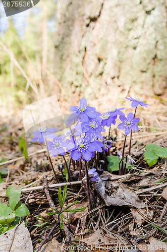 Image of The first spring flowers in a wood, a close up