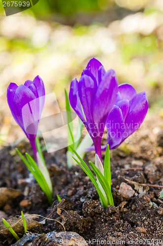 Image of The first spring crocuses, close up