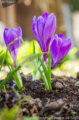 Image of The first spring crocuses, close up