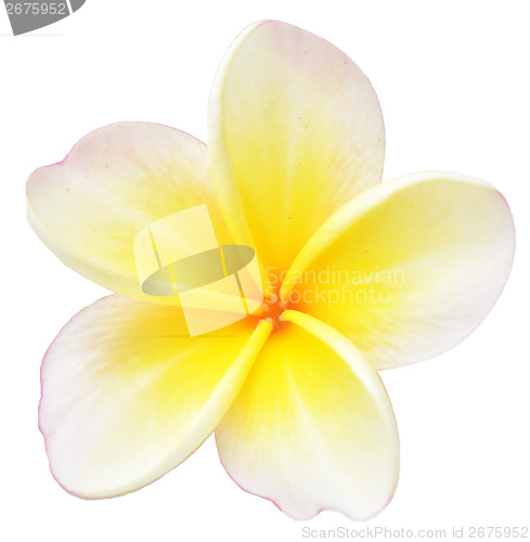 Image of frangipani