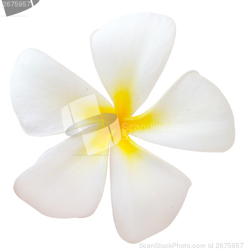 Image of frangipani