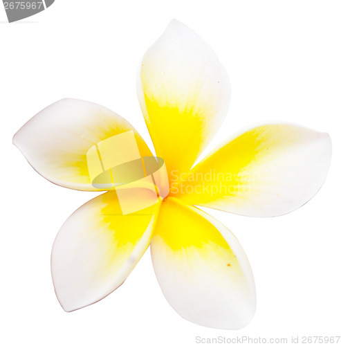 Image of frangipani