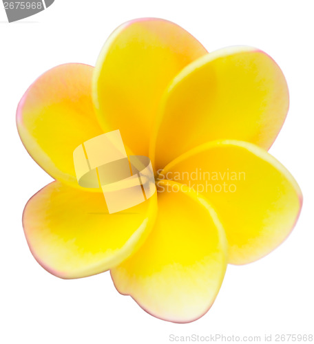 Image of frangipani