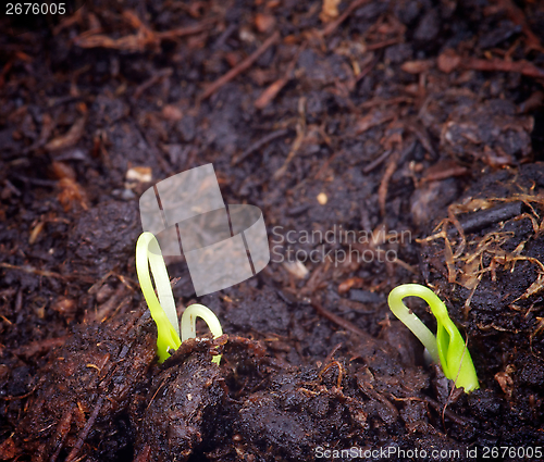 Image of Little Growth Grass
