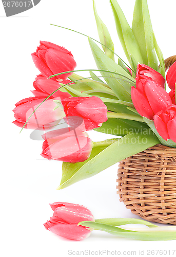 Image of Spring Tulips