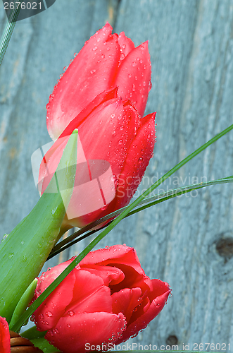 Image of Spring Tulips
