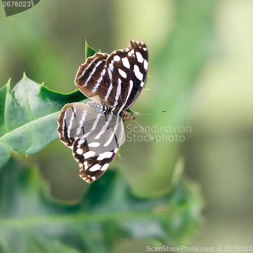 Image of butterfly