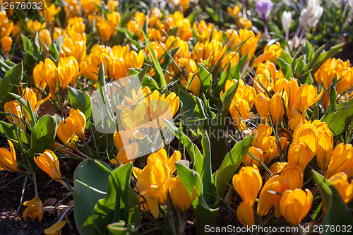 Image of Flowers in Keukenhof park, Netherlands, also known as the Garden