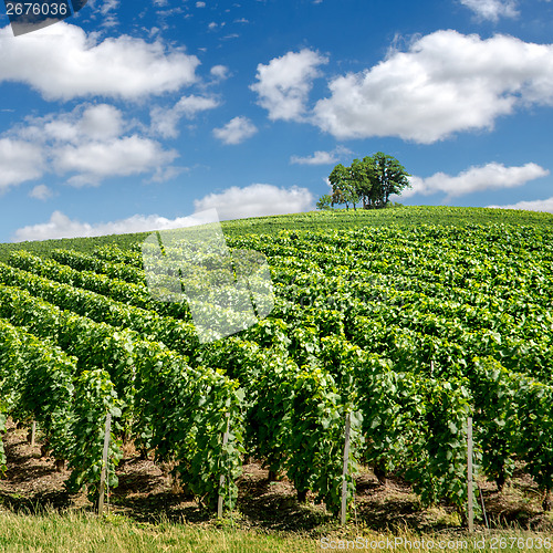 Image of Vineyard landscape, Montagne de Reims, France