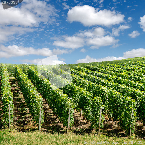 Image of Vineyard landscape, Montagne de Reims, France